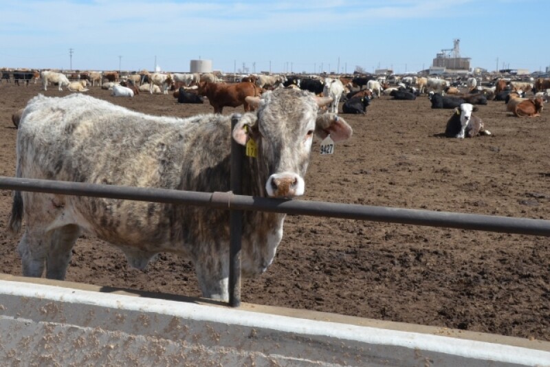 BT_Feedlot_Steer