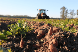 Sweet potato marketers say quality is good but prices are low.