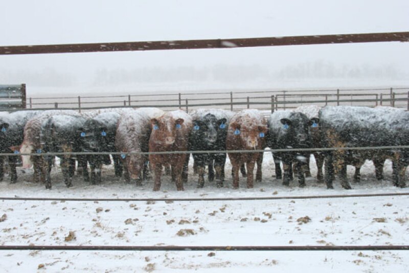 Feedlot Snow NDSU
