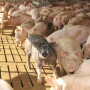 Introducing a new feed additive aimed to promote increased weight gain in growing-finishing swine, Elanco Animal Health Inc. has announced the addition of Microtracer technology to its Skycis 100 product.