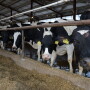Given the current high temperatures, cattle could be under heat stress. It’s important to know the signs so producers can manage and reduce livestock heat stress.
