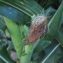 Just 8% of the nation’s corn crop is silking compared to 32% at this same time last year.