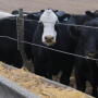 Black baldie feedlot