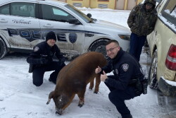 Richmond police and pig