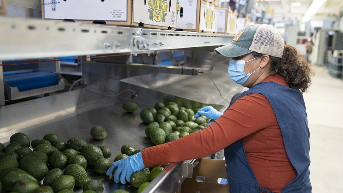 Del Rey Avocado completes overhaul of Fallbrook packinghouse - The Packer