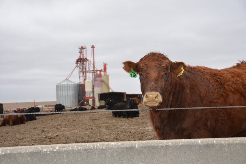 A $3 retreat in cash cattle prices sent feeding margins lower.