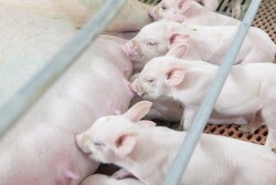 Sow nursing