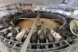 milking parlor