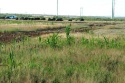 Forage sorghums, sorghum sudangrass and johnsongrass are all related forages that are notorious nitrate accumulators under seasonal drought conditions. 