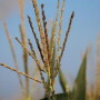 nebraska-corn-tassel