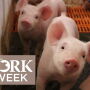 PORK Week pig