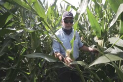 Ernie Sanders in cornfield.jpg