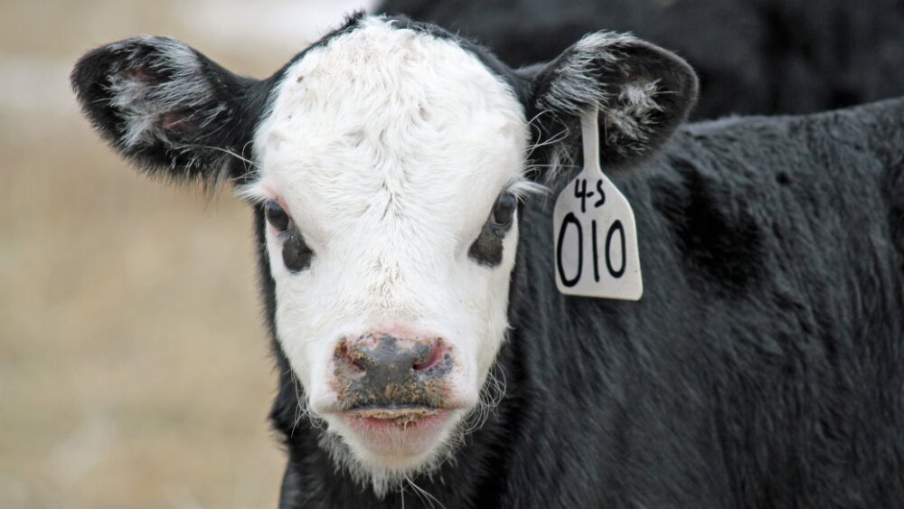 Calves