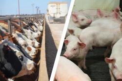 Hogs Cattle 2