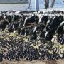 Starlings_Birds_Dairy_Cattle