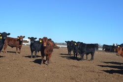Backgrounding Sowder Calves