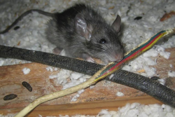 Mouse chewing on wire
