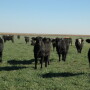 With hay supplies extraordinarily tight and winter still here, both wheat stocker producers and cow-calf producers are looking for forage sources to get by until stockers are sold or grass greens up for grazing.  