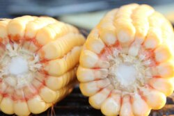 Indiana corn ears crop tour