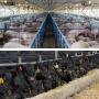 Hogs Cattle 3