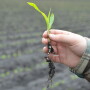USDA issued its first weekly Crop Progress report of the year Monday. USDA's NASS showed winter wheat conditions are in line with trade expectations, as well as where the 2021 planting season has already started. 