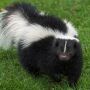 Skunks and other wildlife, such as bats and foxes, are the most common reservoirs of rabies.
