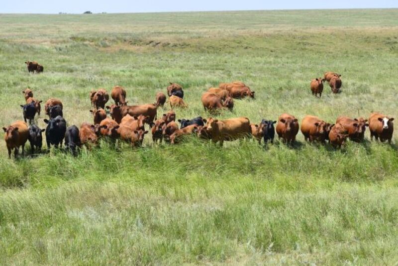 Leachman_Cattle