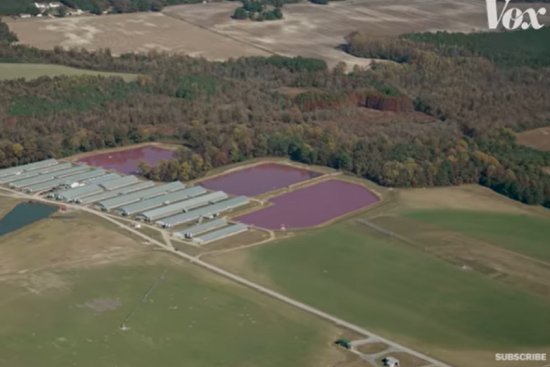 Vox Video on NC Pig Farming