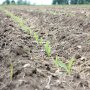 baby-corn-planting