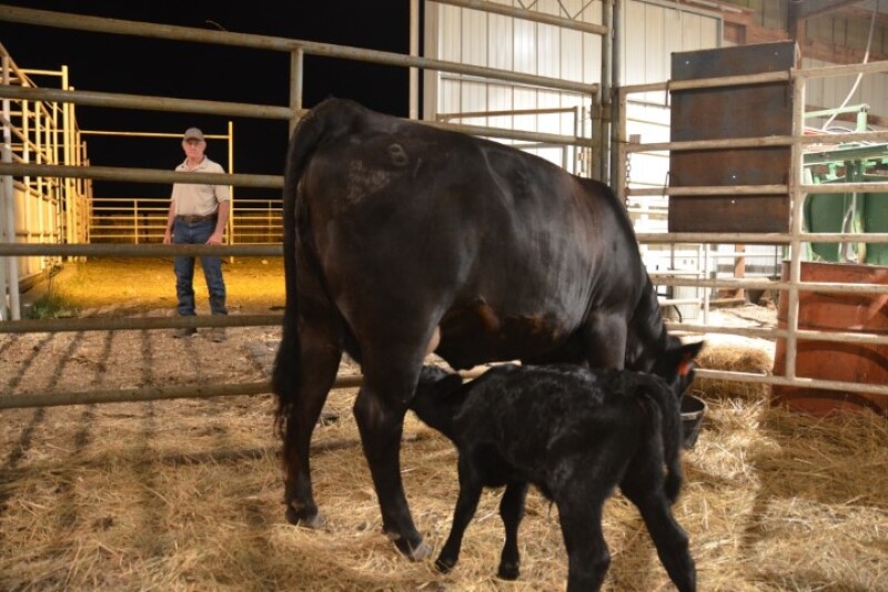 BT_Grafting_Calf_Cow_Rancher