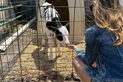 MSU Cow Cuddling