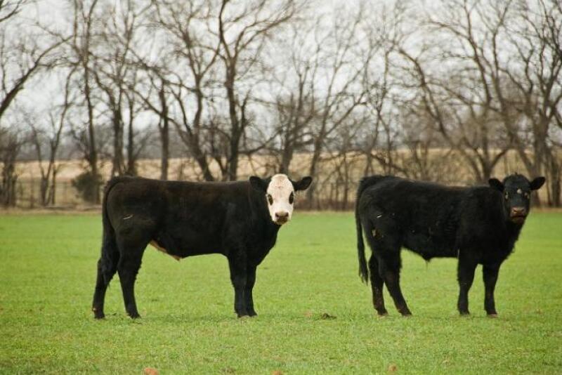 Steers on wheat pasture