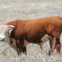 BT_Hereford_Bull