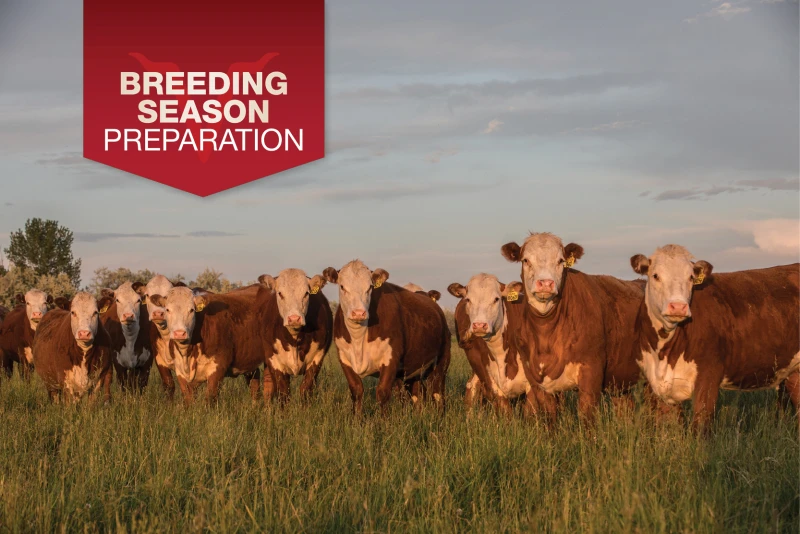 Why Getting Cows Bred Earlier Pays Off More Than You Think