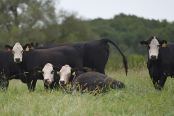 cows