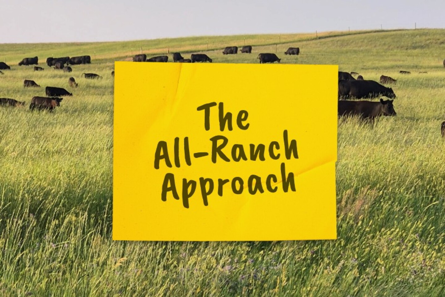 Grazing Management Plans: The Power of the Pen - Drovers