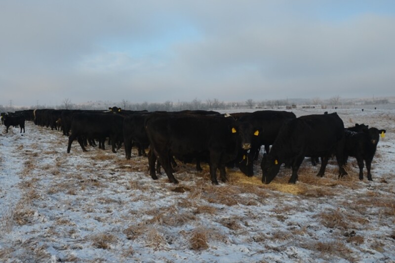 Winter forages should be tested.