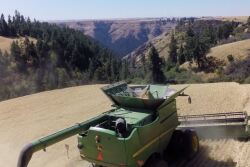 idaho_wheat_jeff_zenner