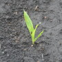 Pick the right seed to ensure season-long success.As farmers across the Midwest prepare for planting it’s important to remember that seed is the baseline for yield. The right—or wrong choice—sets the tone for the season.