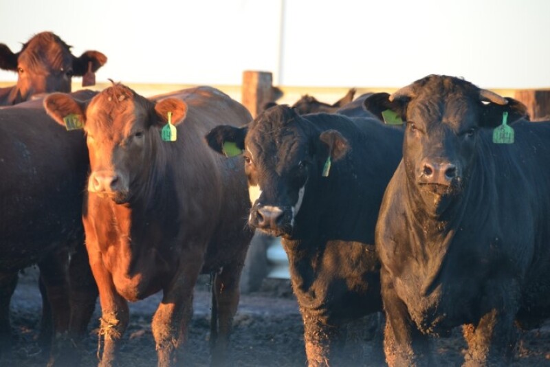 BT_Feedlot_Cattle