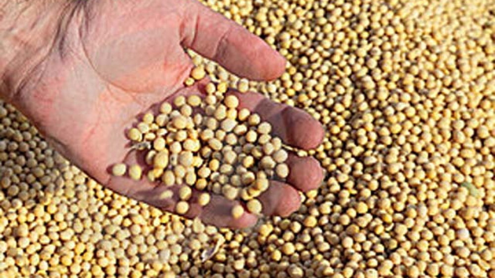 soybeans 