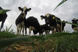 The rapidly evolving beef-on-dairy segment has an opportunity to quickly accelerate beef production. 