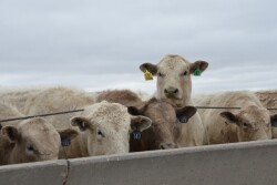 BT_Feedlot_Steers