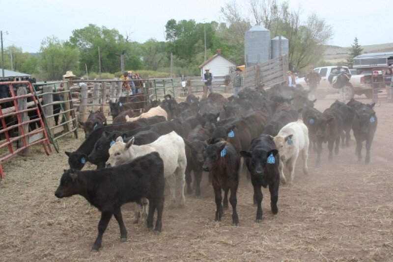 Influenza type D could play a role in the bovine respiratory disease complex.