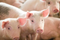 Looking at hog sales in November 2019 using December 2019 futures the weaner breakeven was $93.71, down $9.73 for the week. 