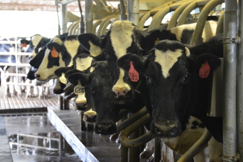 DT_Dairy_Cows