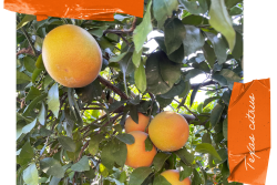 citrusmarketing21_texas_web.png