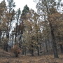Fire_Trees