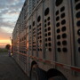 BT_Shipping_Stocker_Cattle_13