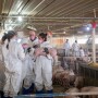 Veterinary students in pig barn